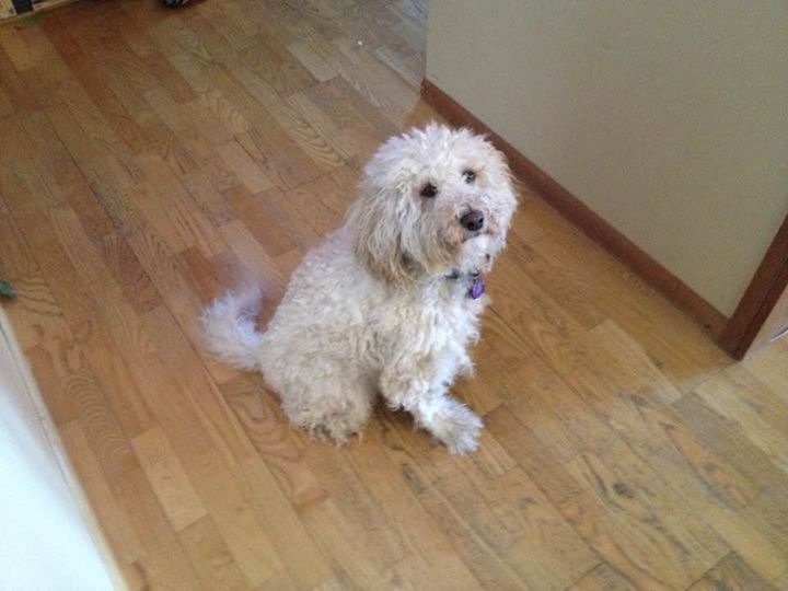A fluffy white dog sitting on a wooden floor and looking up at the camera