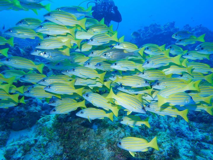 A school of yellow-striped fish over a reef