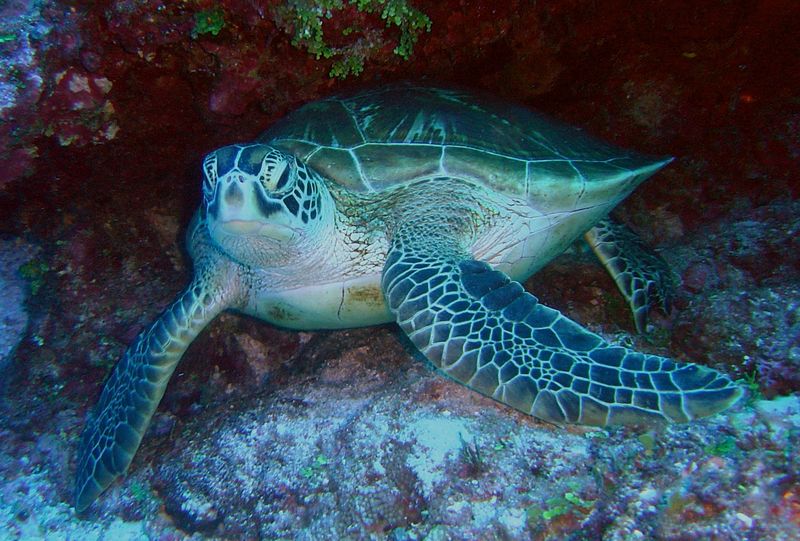A green sea turtle resting on a reef ledge off Saipan